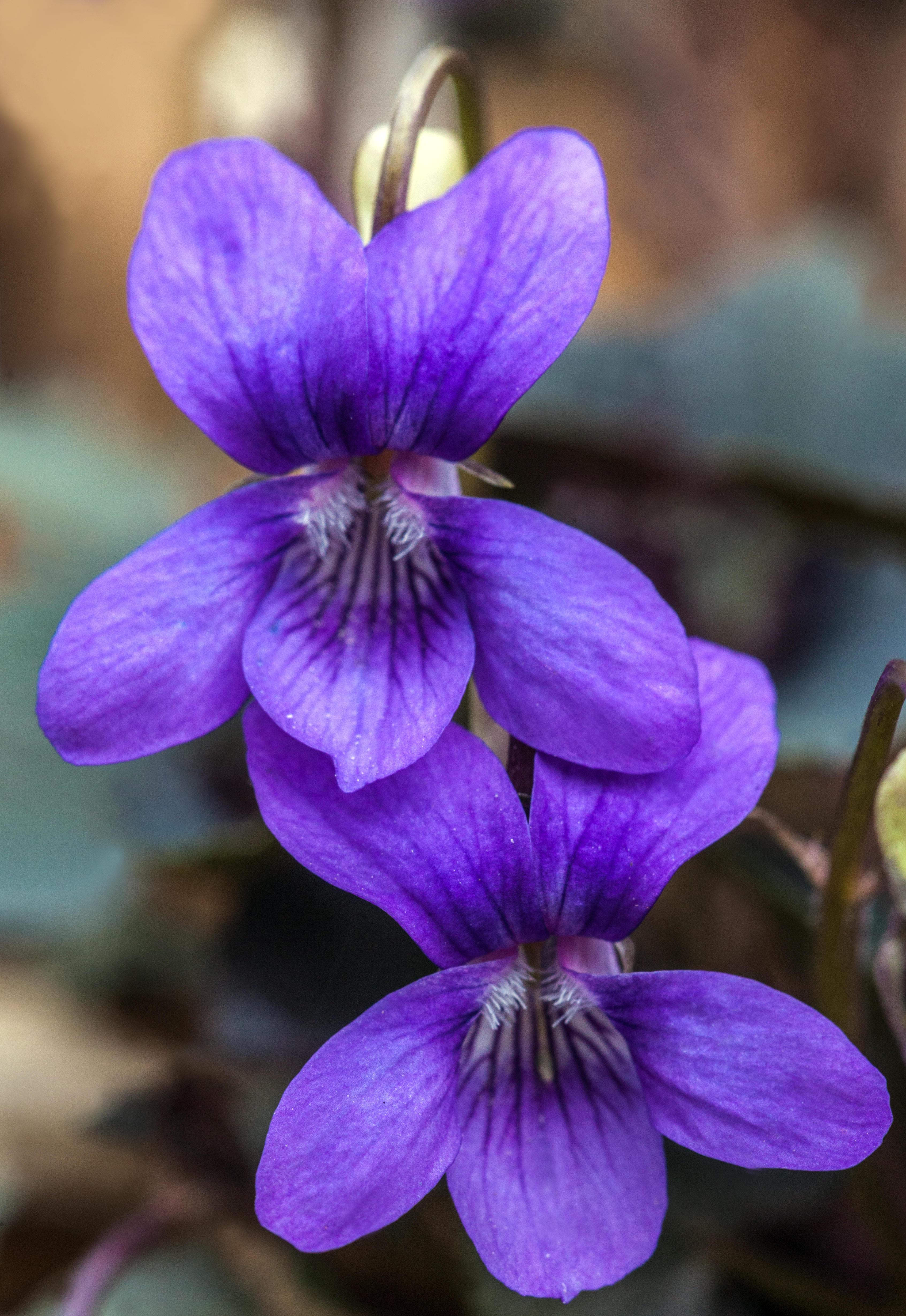 Крупный план двух цветов Viola labradorica.