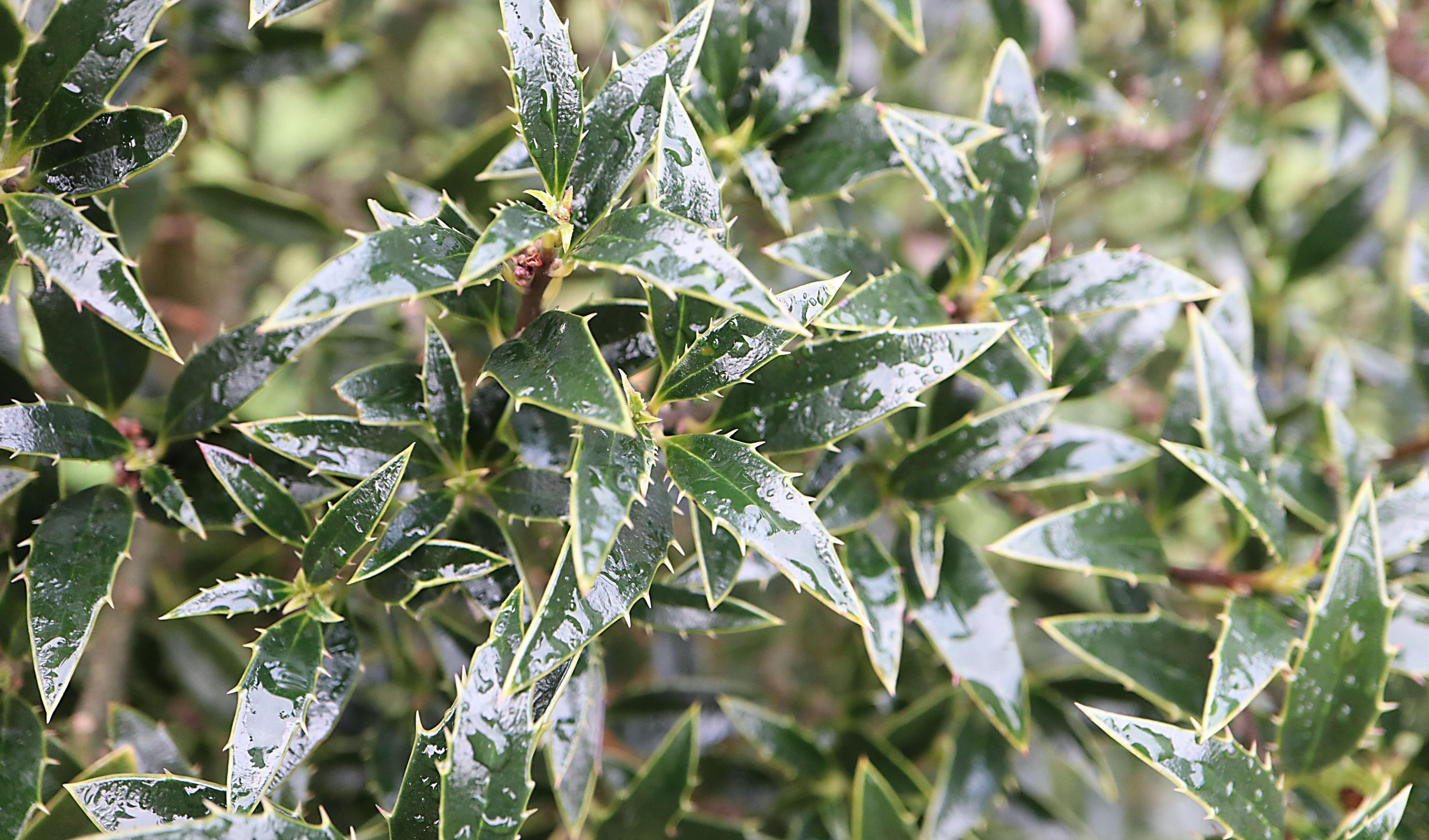 Иллюстрация Ilex aquifolium ‘Hascombensis’