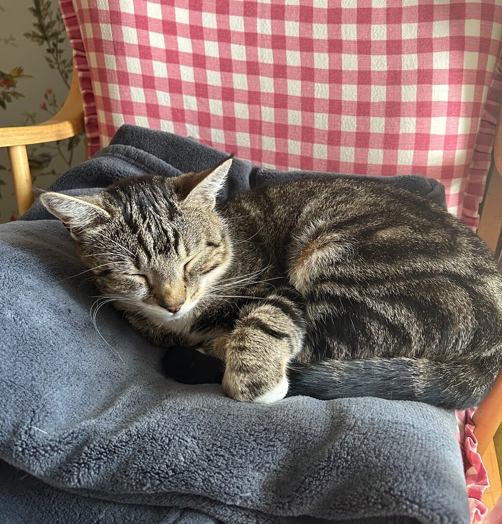 Табби-кошка спит на сером пледе.