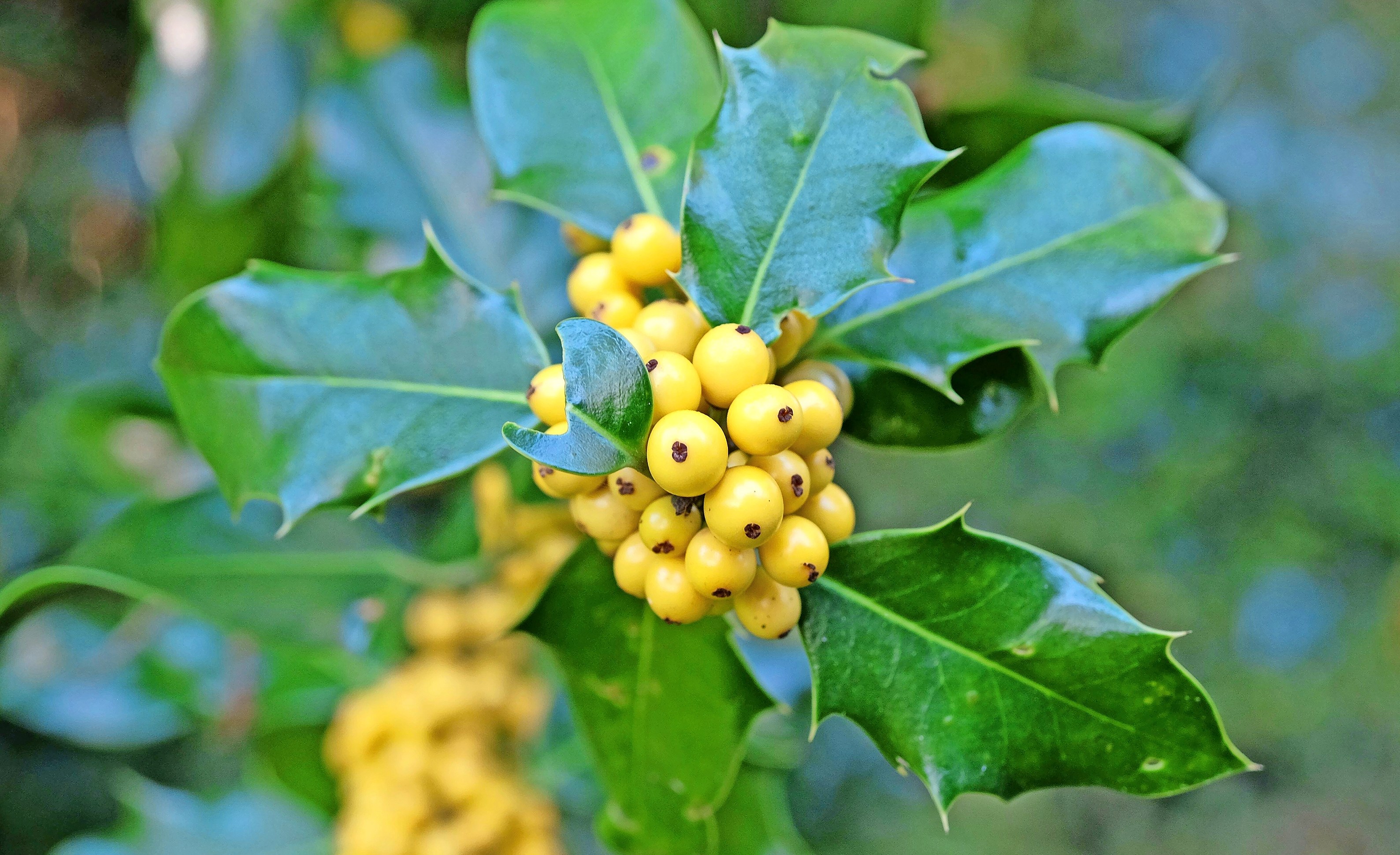 Иллюстрация Ilex aquifolium ‘Bacciflava’