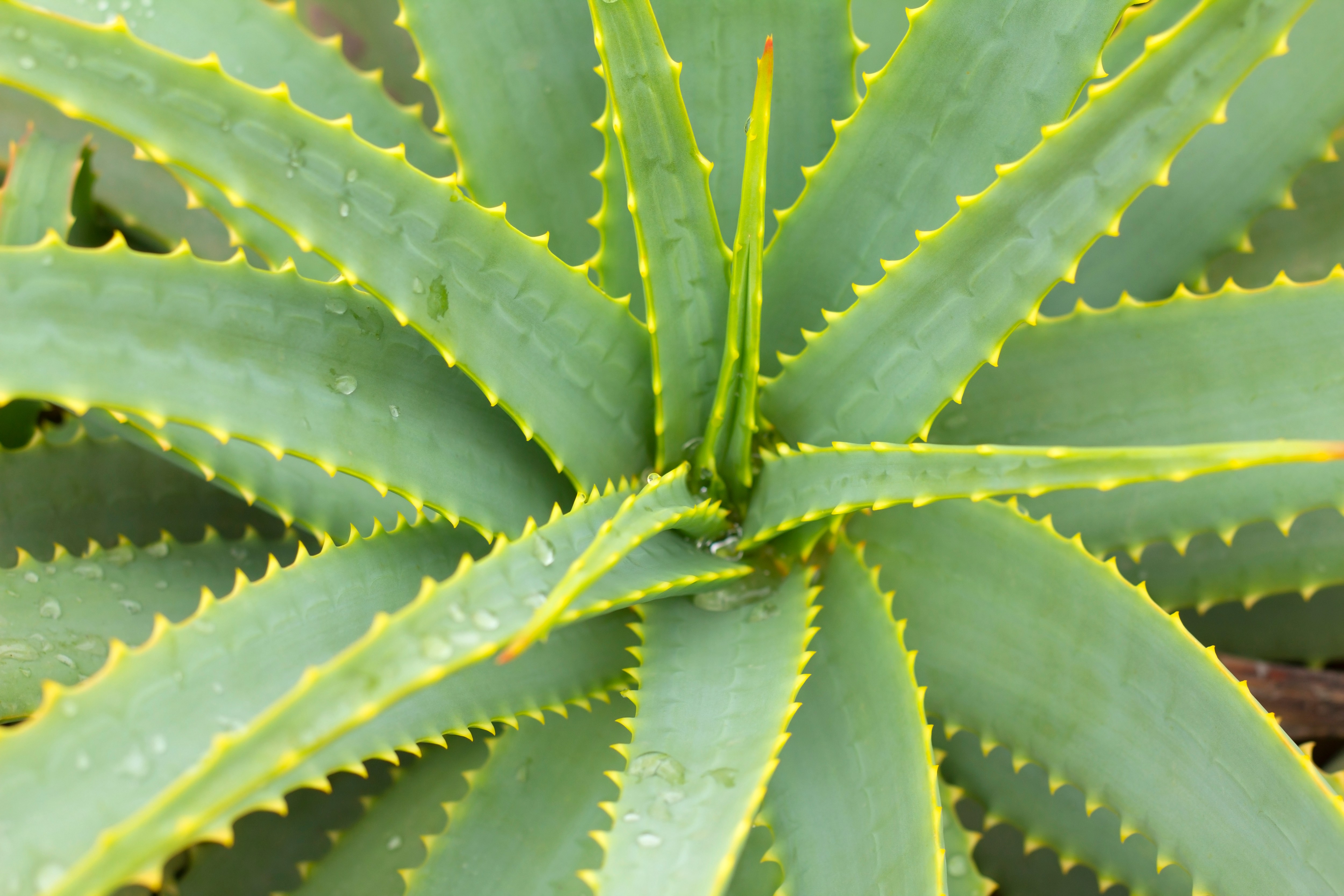 Алоэ (Aloe vera)