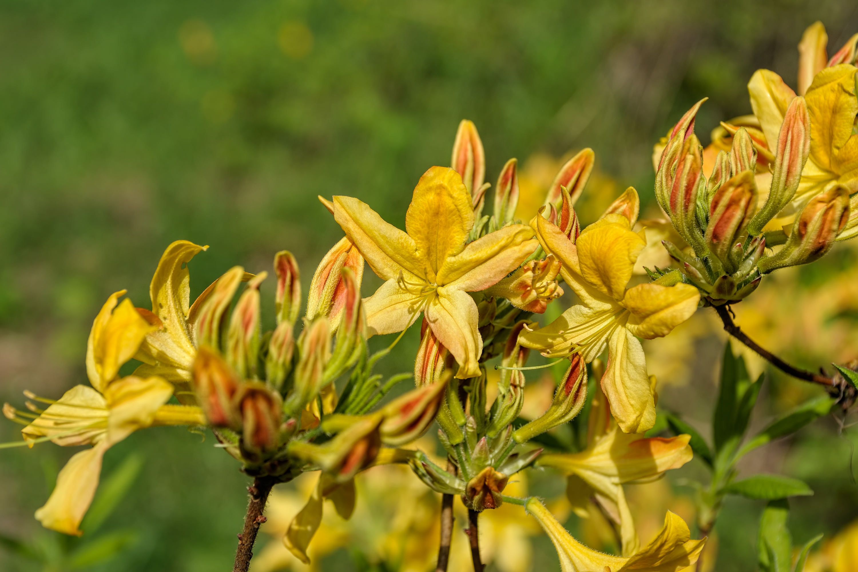 Rhododendron luteum обычно цветет в мае, но у Анны Паворд он все еще цветет