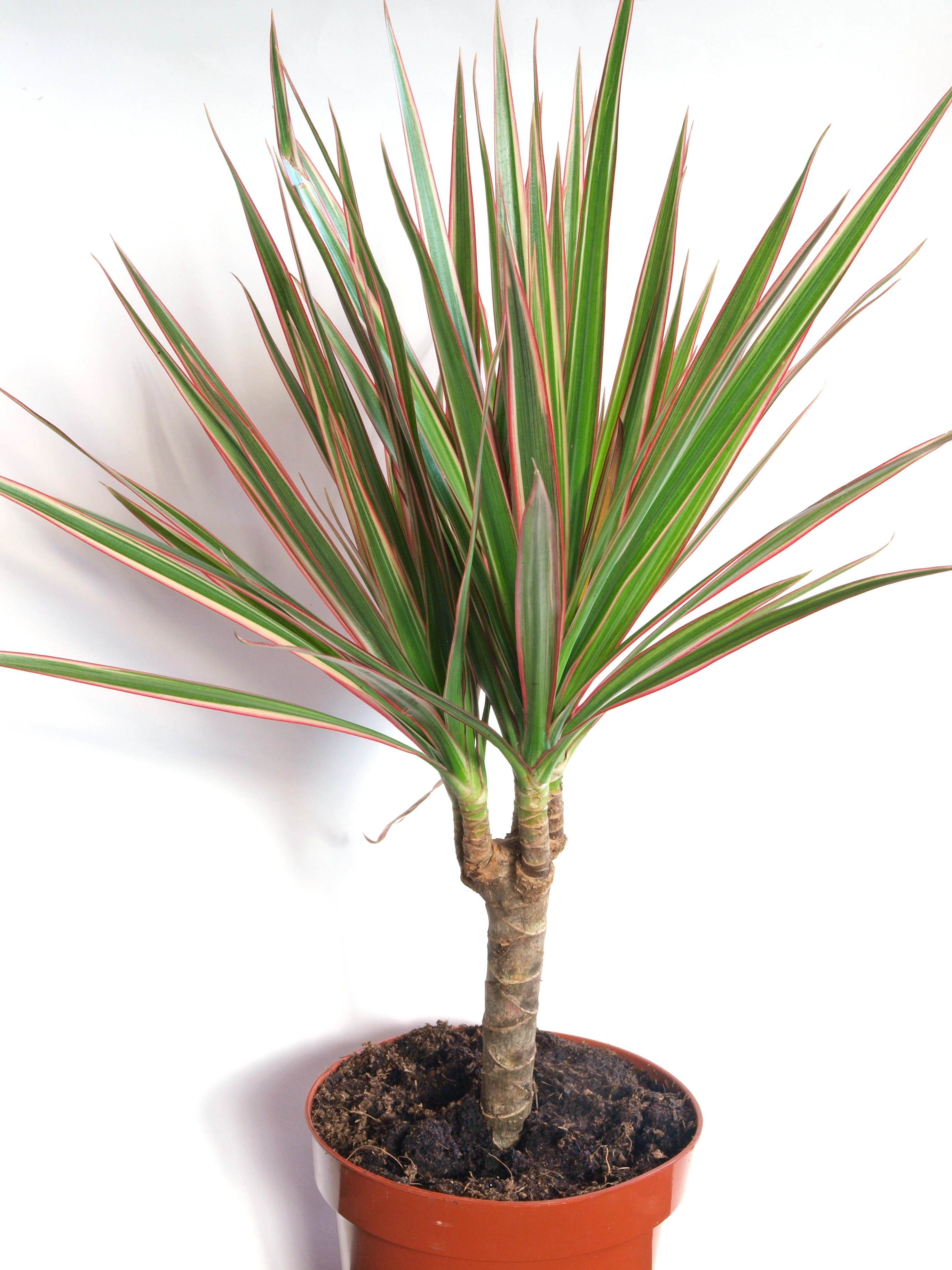 Драконье дерево из Мадагаскара (Dracaena marginata ‘Red Edge’)