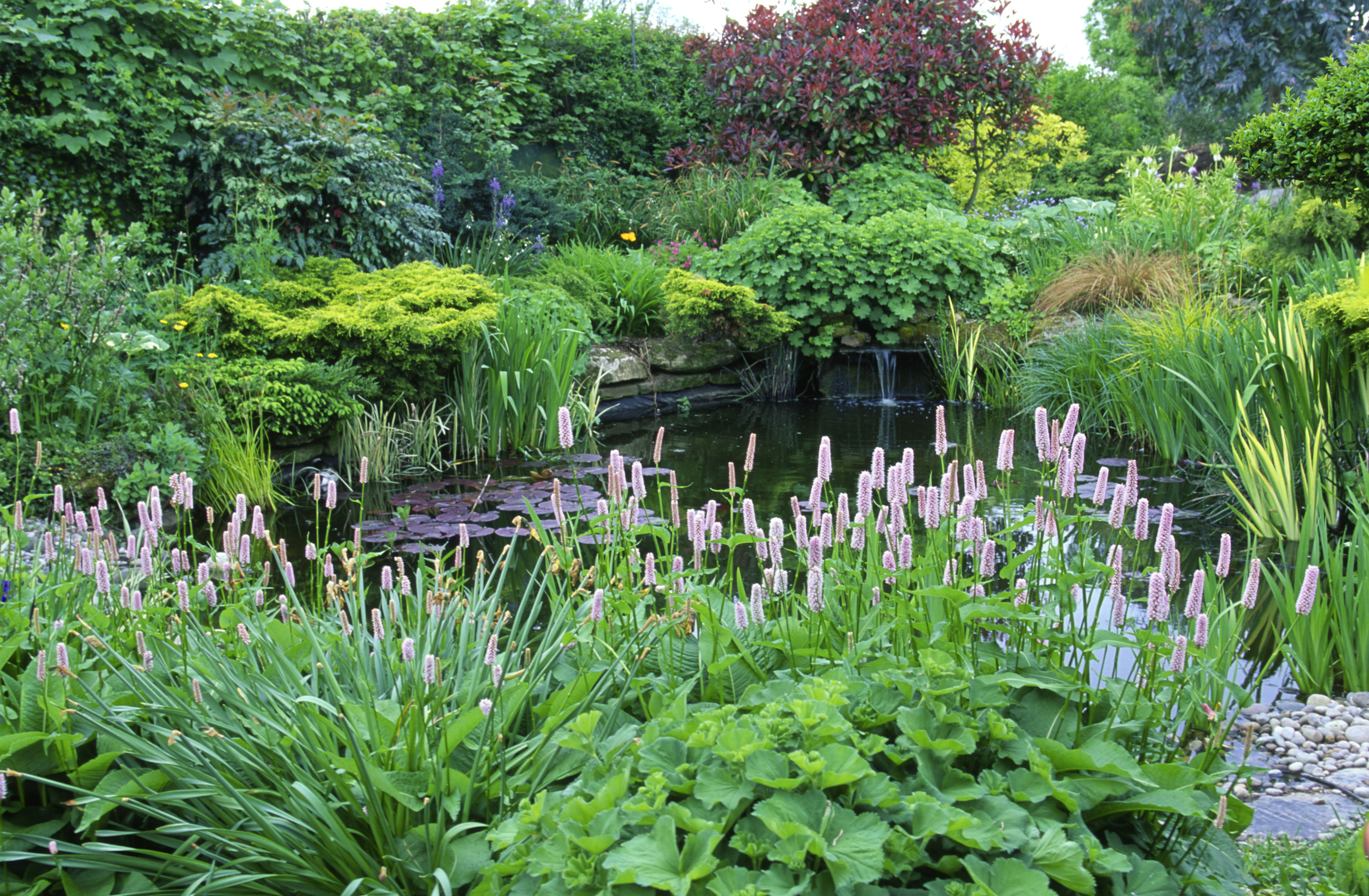 Садовый пруд, украшенный Persicaria bistorta Superba.