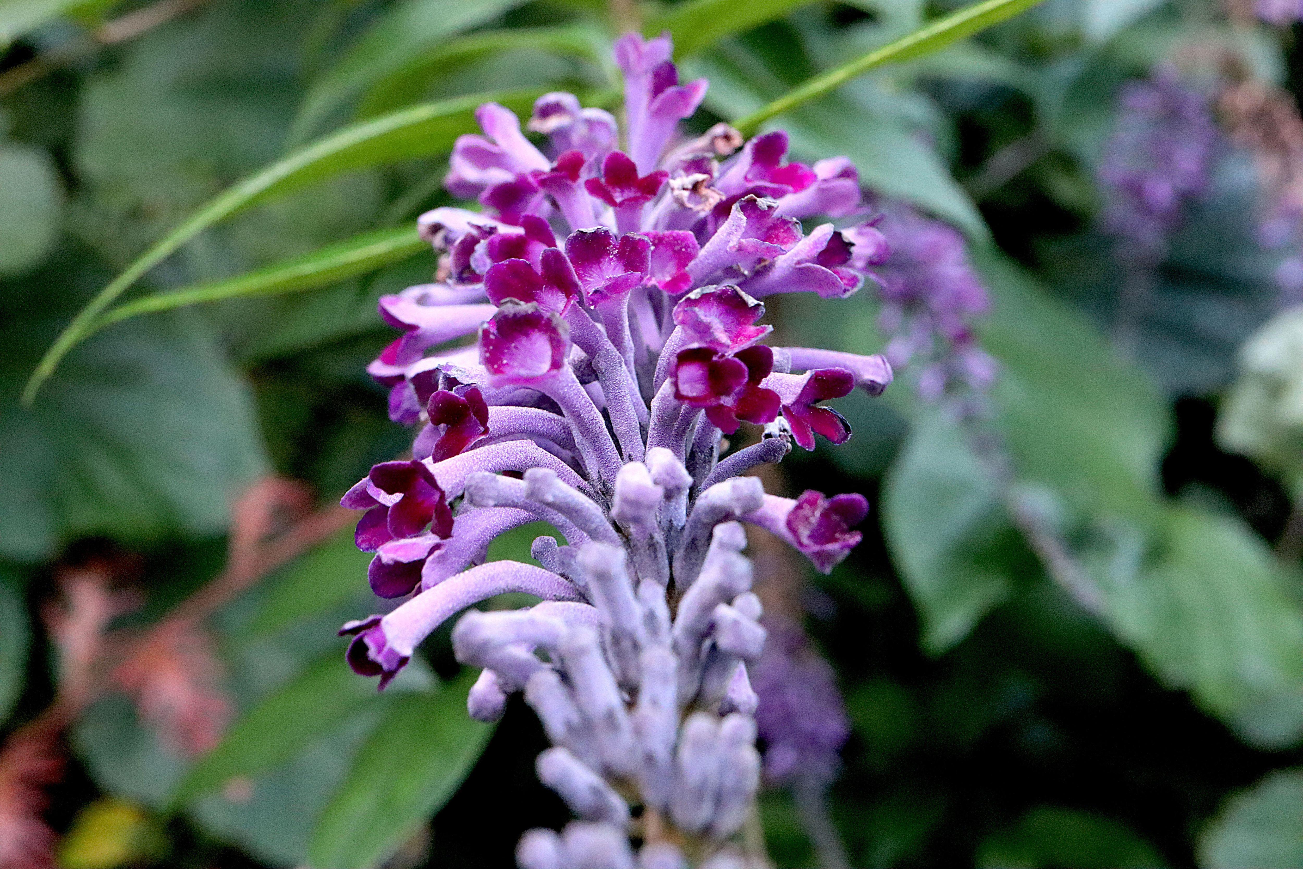 Buddleja lindleyana растет иначе, чем другие бузульники, с цветами, свисающими вниз, как в узких водопадах