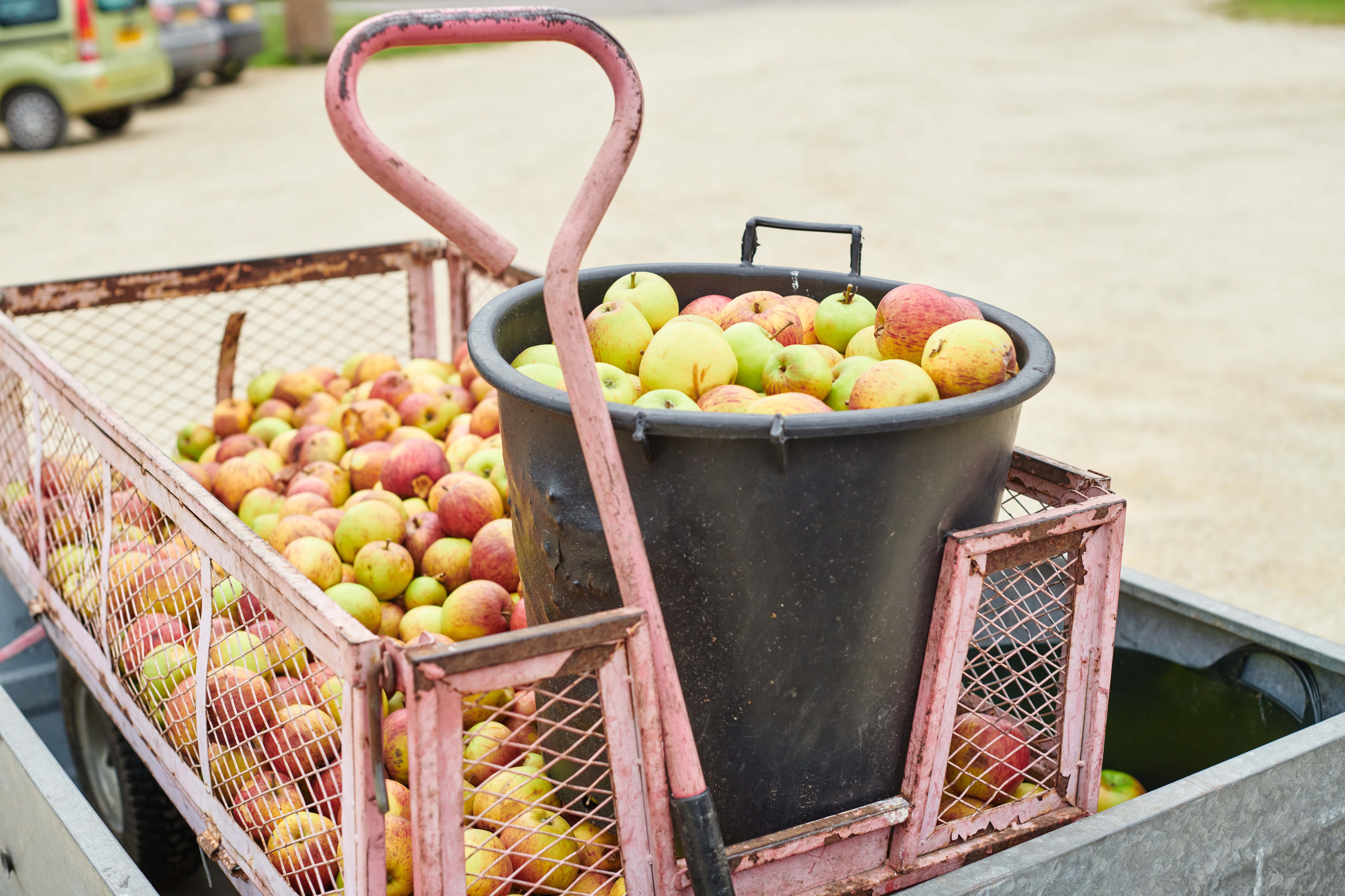 My Apple Juice ожидает прессовать 170 тонн фруктов к концу этого сезона