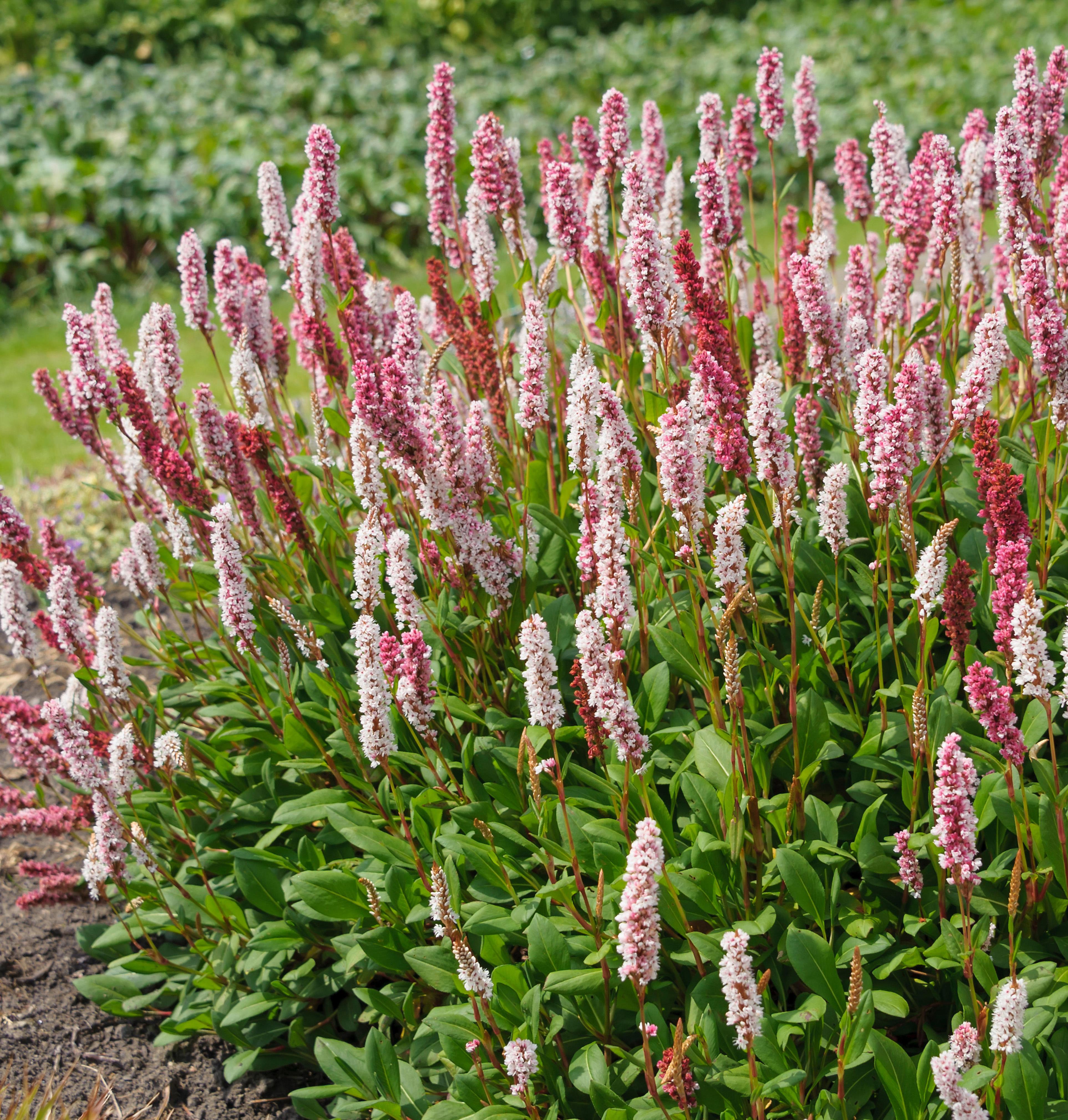 Амфибийная бисторта (Persicaria affinis 'Superba') в цвету.