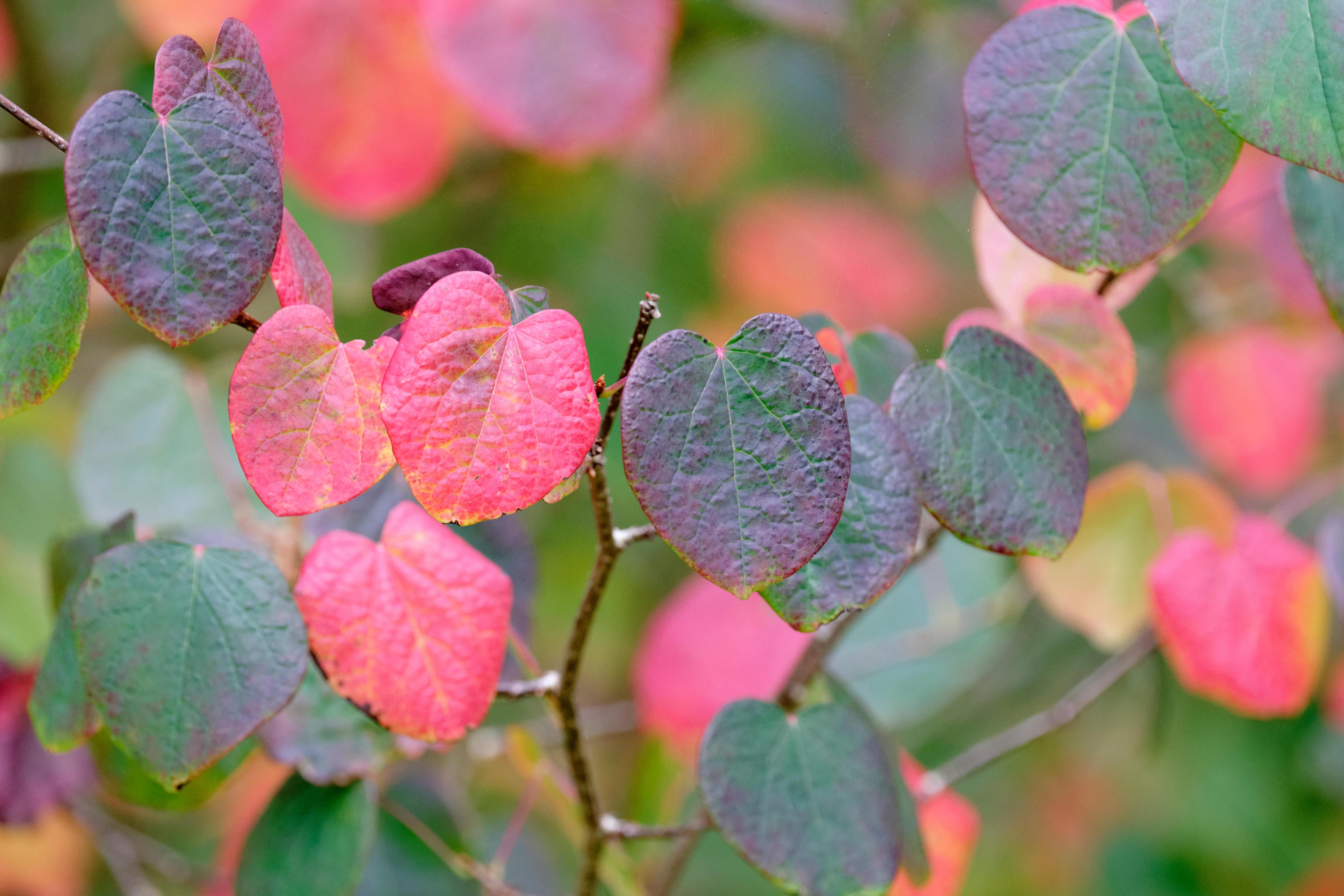 Disanthus cercidifolius